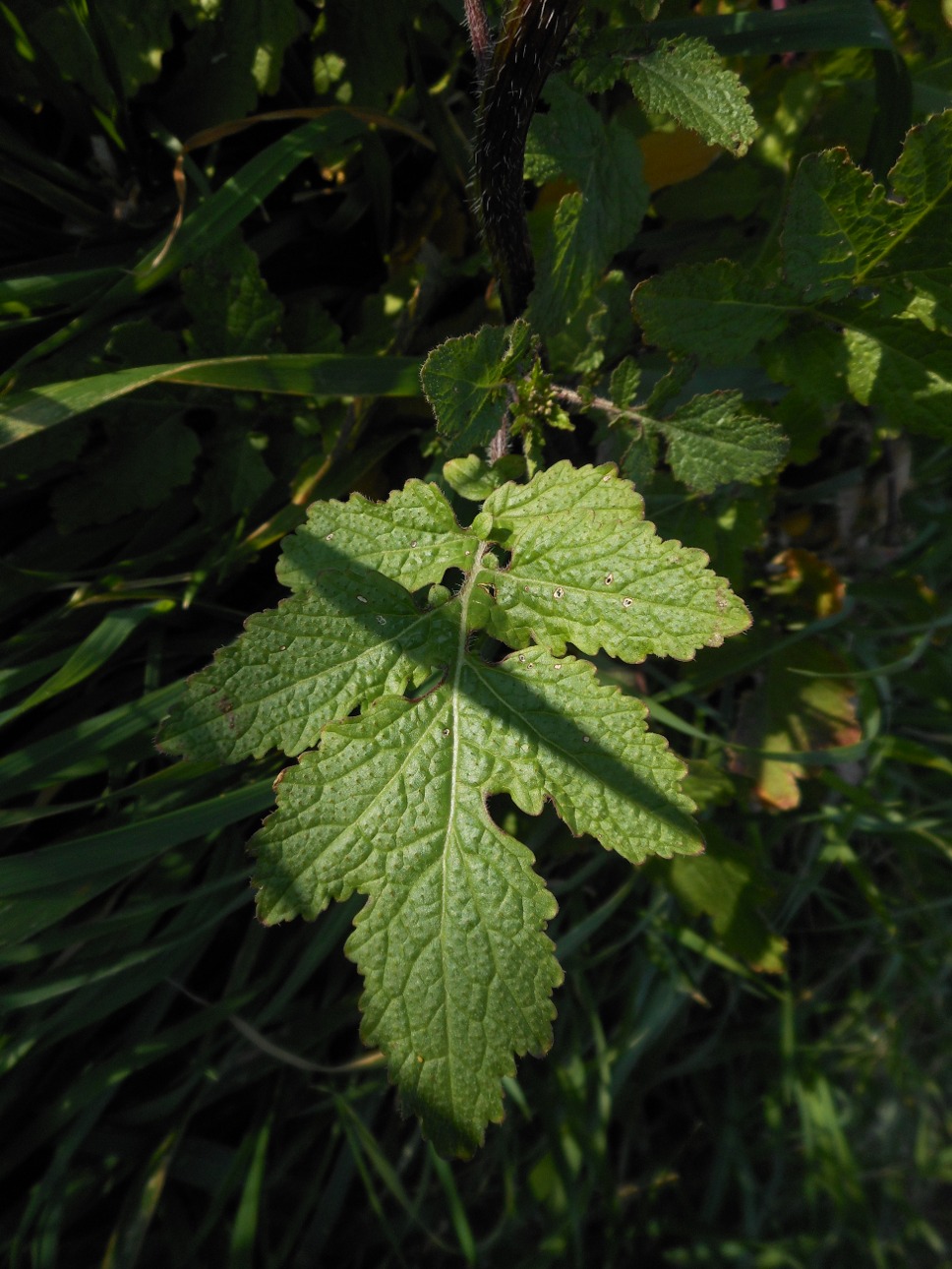 Sinapis alba L. subsp. mairei (H. Lindb.) Maire